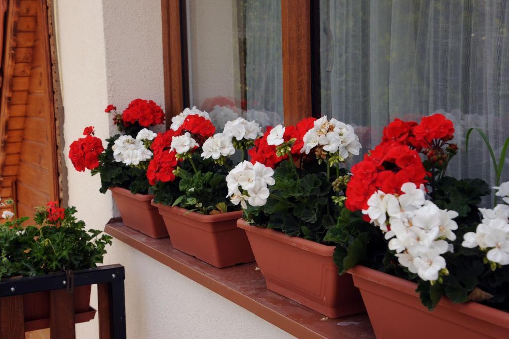 Arany Szőlő Wellness Apartmanház Heviz Quarto foto